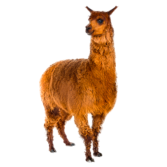 Alpaca